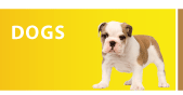 dogs