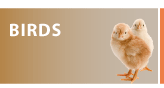 birds