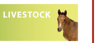 livestock